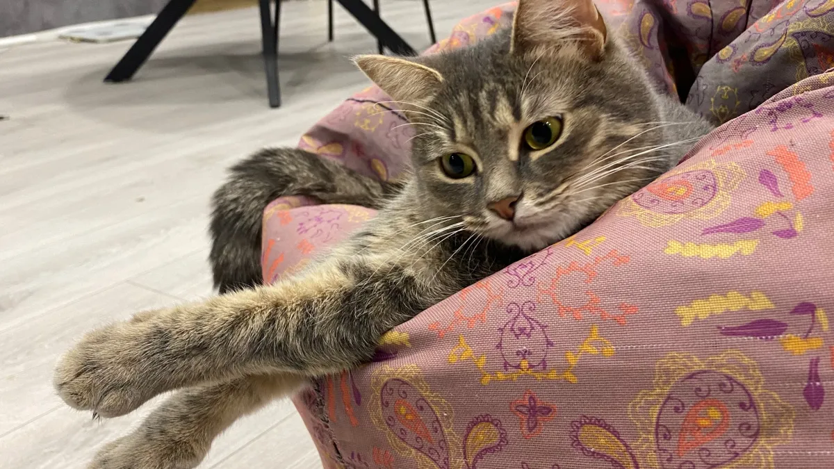 Понимает ли кошка, что вы спите: как она «считывает» вас ночью - неожиданно, но факт