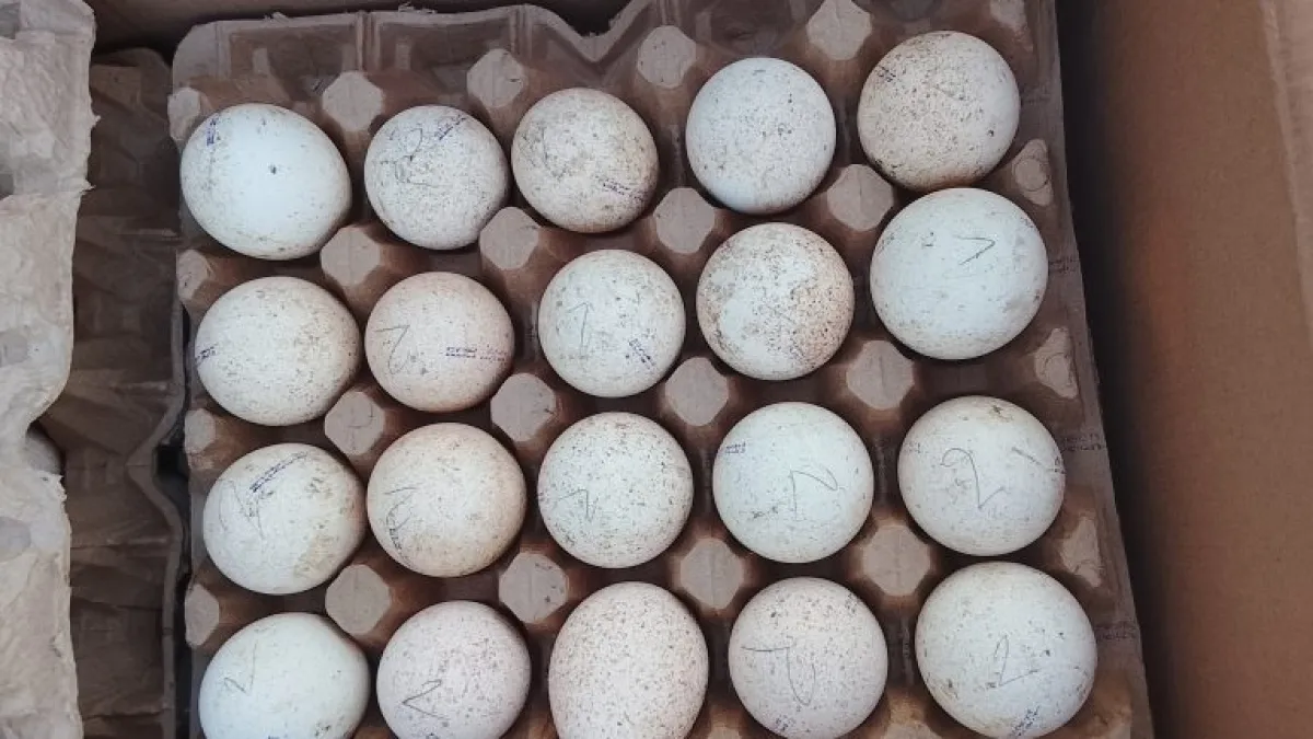 Россельхознадзор пресек попытку незаконного вывоза 10 тысяч инкубационных яиц в Казахстан