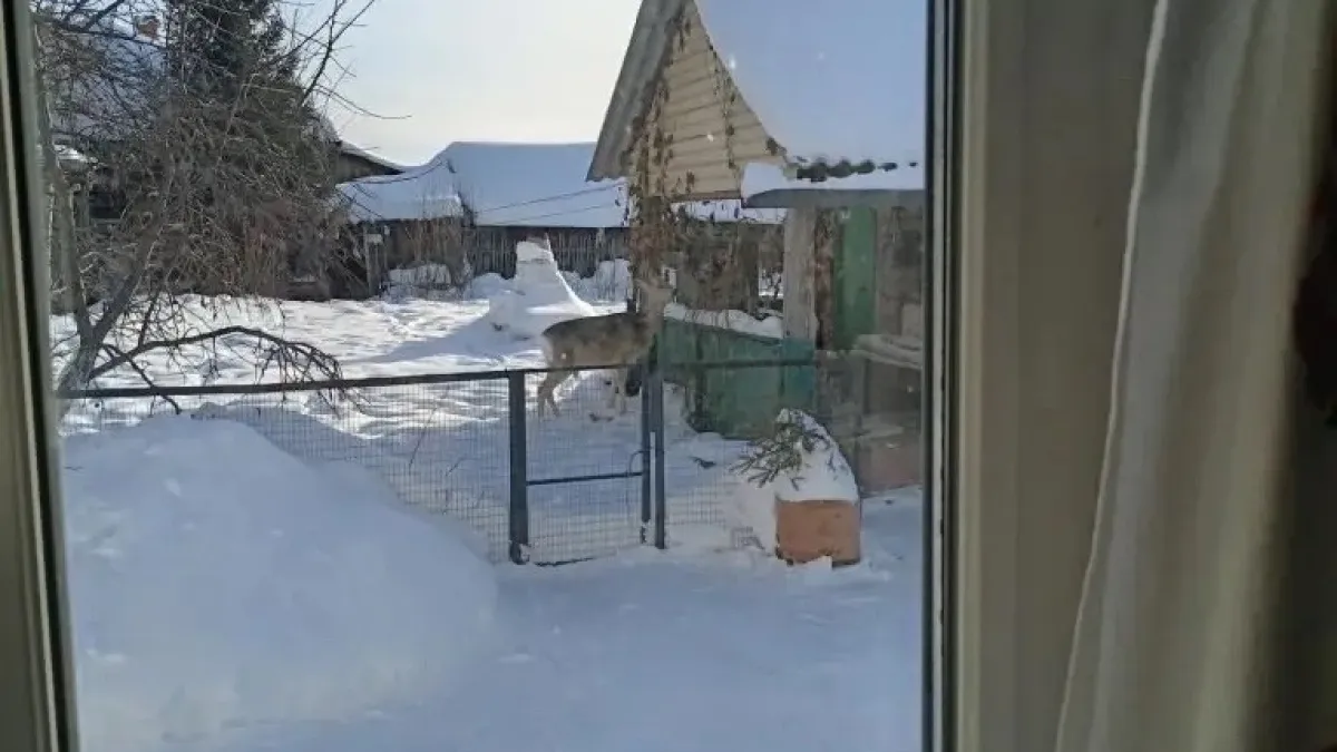Любопытная косуля заглянула во двор к жителям Курганской области и попозировала на камеру