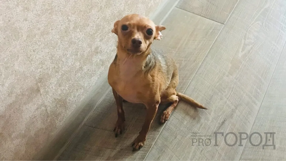 В четырех новых округах Курганской области выявили вирус бешенства у животных