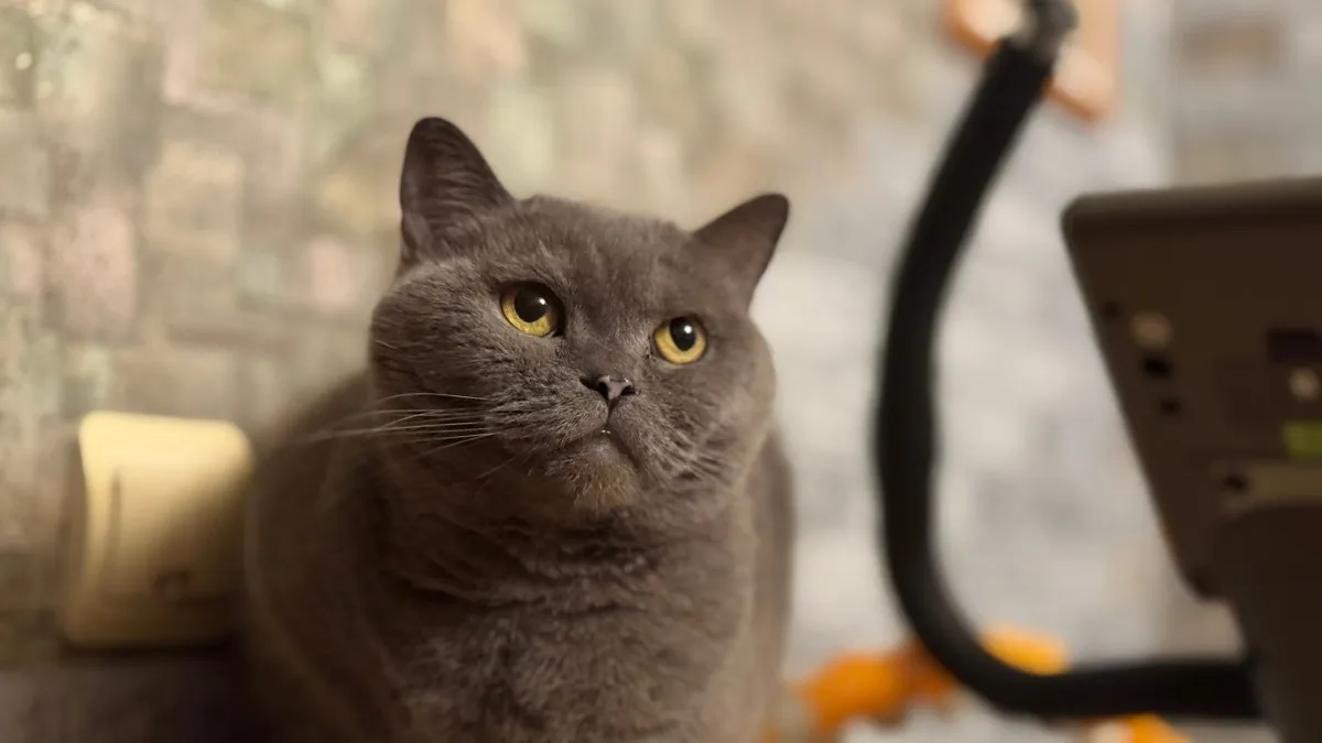 Почему кошка постоянно мурчит и стала пассивной: зоопсихологи назвали "красные флаги" для владельцев - присмотритесь к питомцу