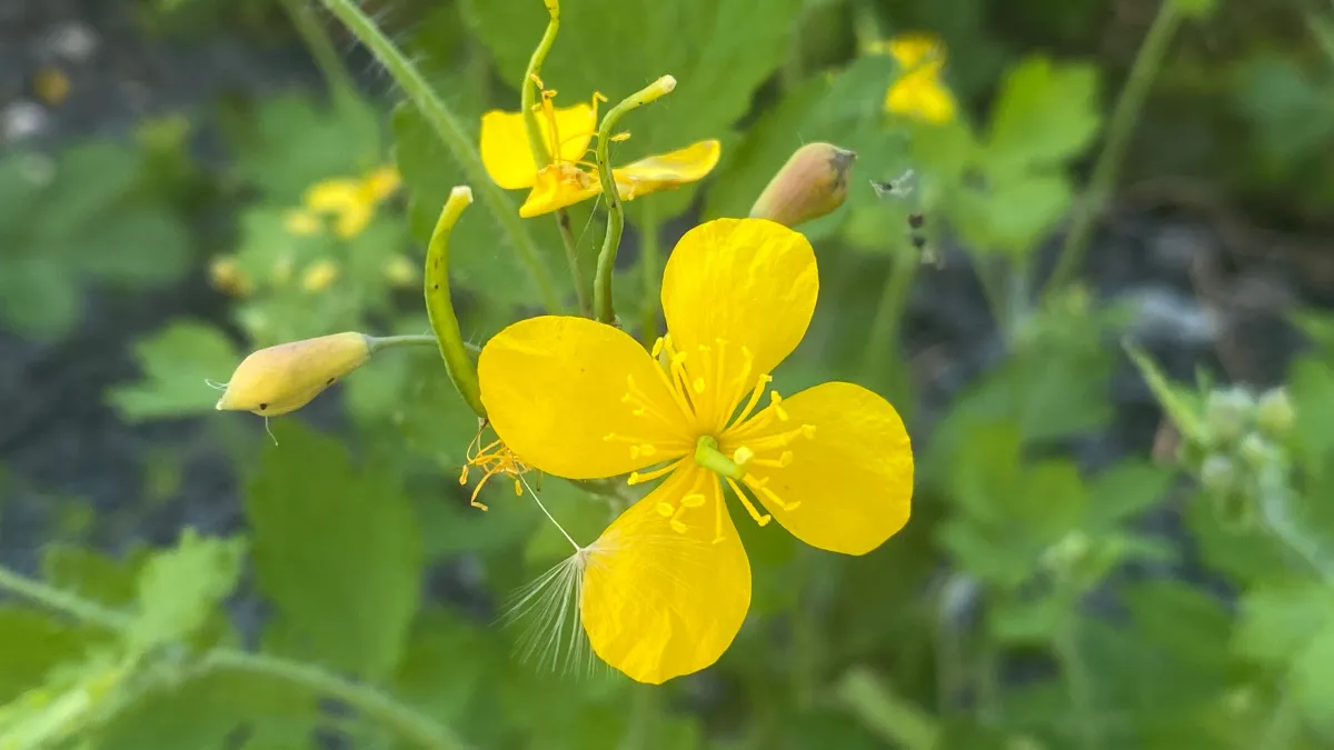 В ближайшую неделю Курган ожидают плюсовая температура и солнце