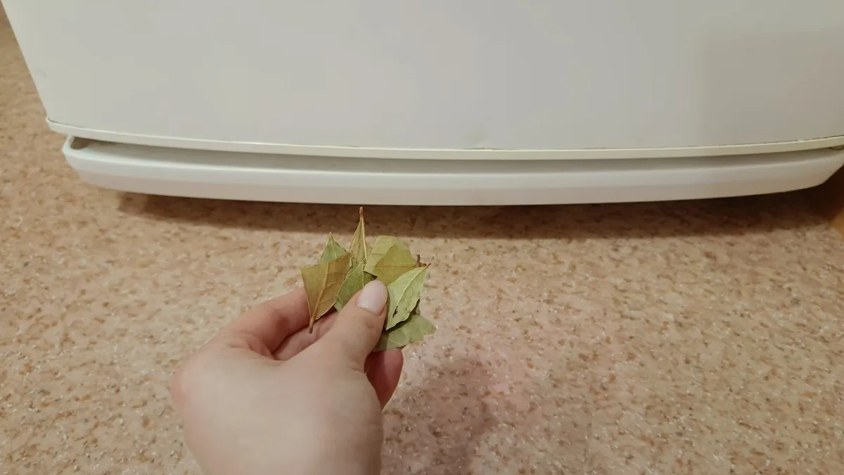 Один лавровый лист кладите в холодильник, второй - под него: запомните эту хитрость раз и на всю жизнь