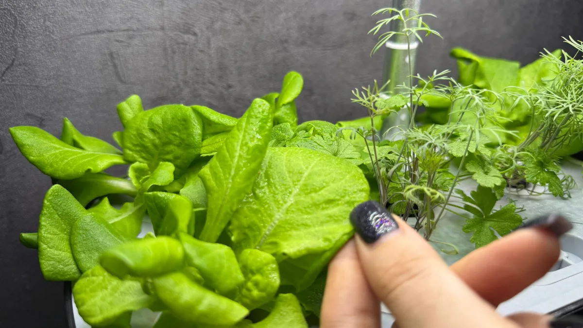 Готовьте подвал для раннего урожая в теплице: какие культуры бывалые огородники сеют уже в марте