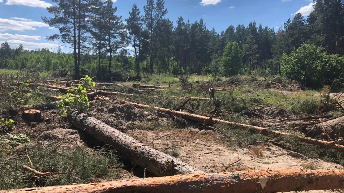 Битва за путевки: курганские родители «штурмуют» лагеря 