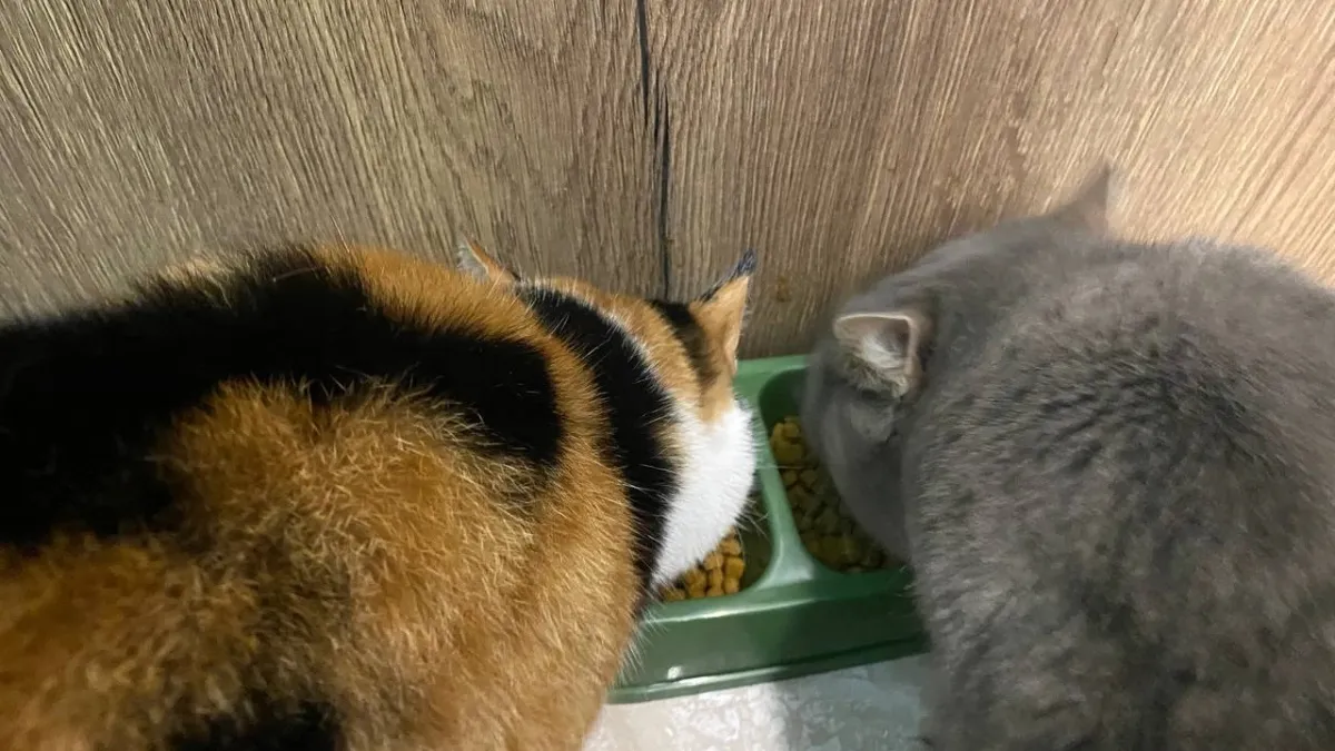 Можно ли размачивать сухой корм для кошек: ученые поставили точку в вопросе питания - запомните раз и навсегда