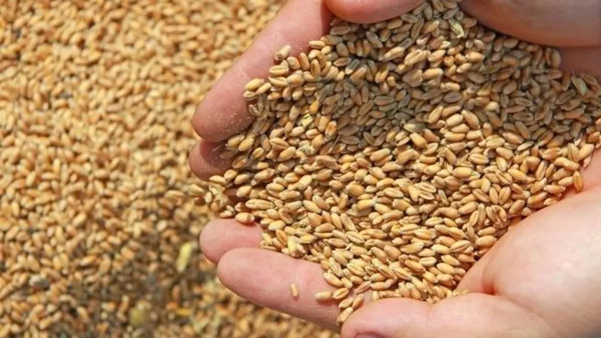 Россельхознадзор предотвратил попадание на рынок почти тысячи тонн зараженного зерна из Курганской области