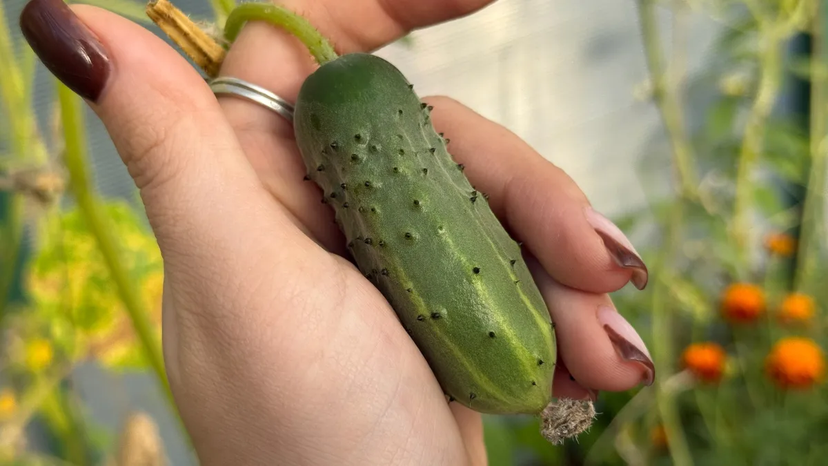 Армянин на рынке подсказал хитрый способ полива огурцов молоком: начинать с первого листочка - будут ароматные и хрустящие