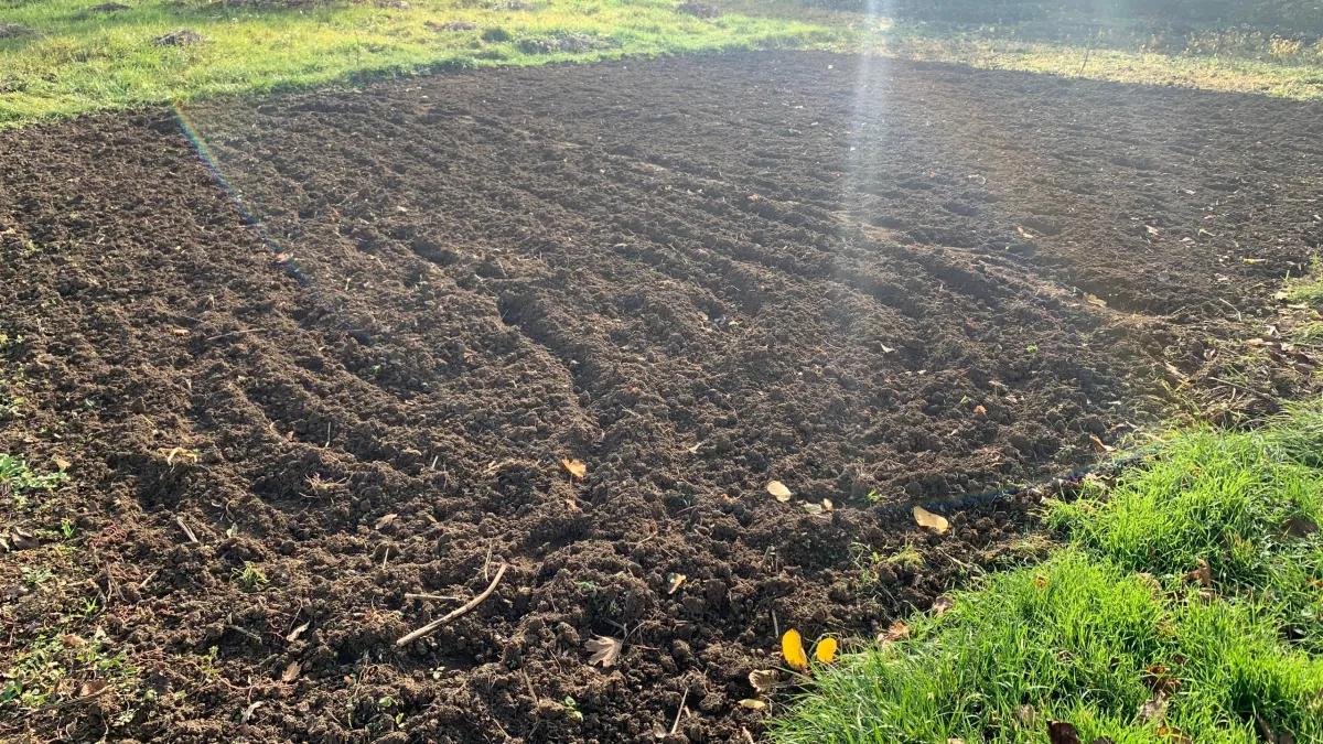 Закопайте 1 таблетку в огороде: вы обомлеете от результата - дед поделился проверенным методом