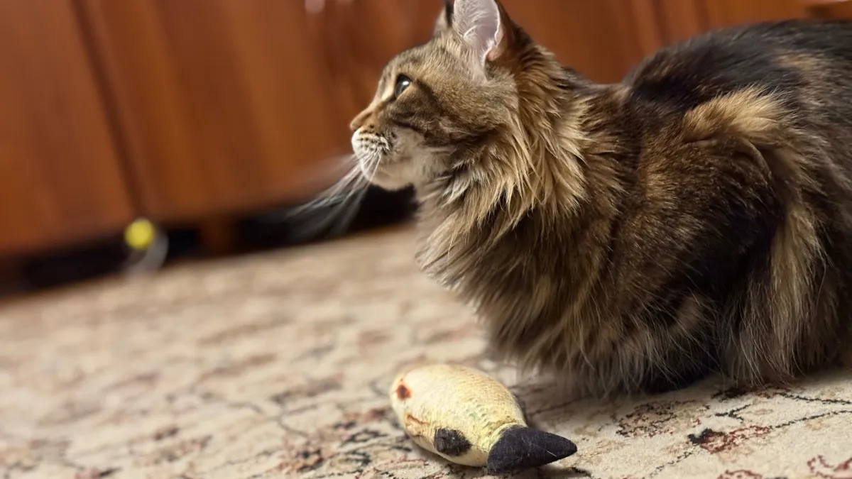 Кошка благодарит, а мы ее прогоняем: как не пропустить важные знаки своего питомца - такие сигналы "считают" не все владельцы