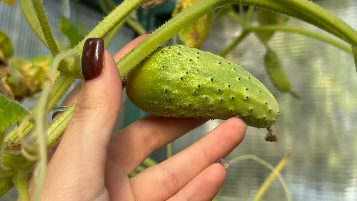 Бросаю 2 семечка в бутыль — слыву огуречным королём: урожайный способ посадки с яичной скорлупой