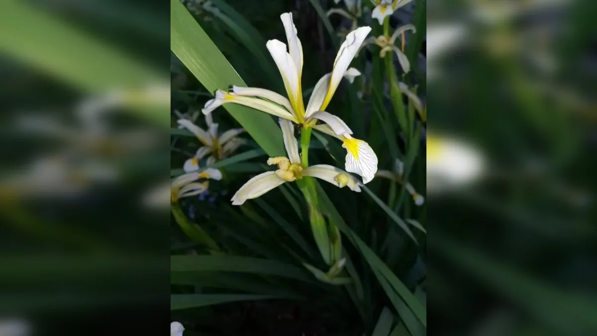 В Курганской области обнаружен уникальный ирис, не растущий больше нигде в России