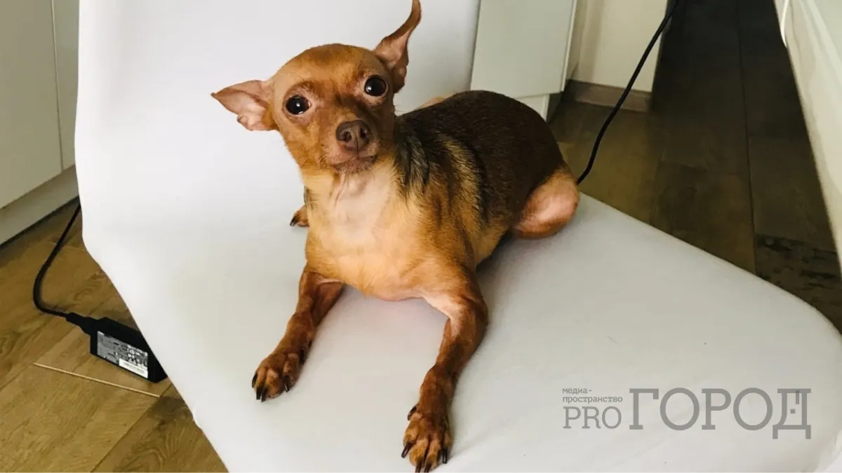 В Зауралье завезли партию вакцин от бешенства