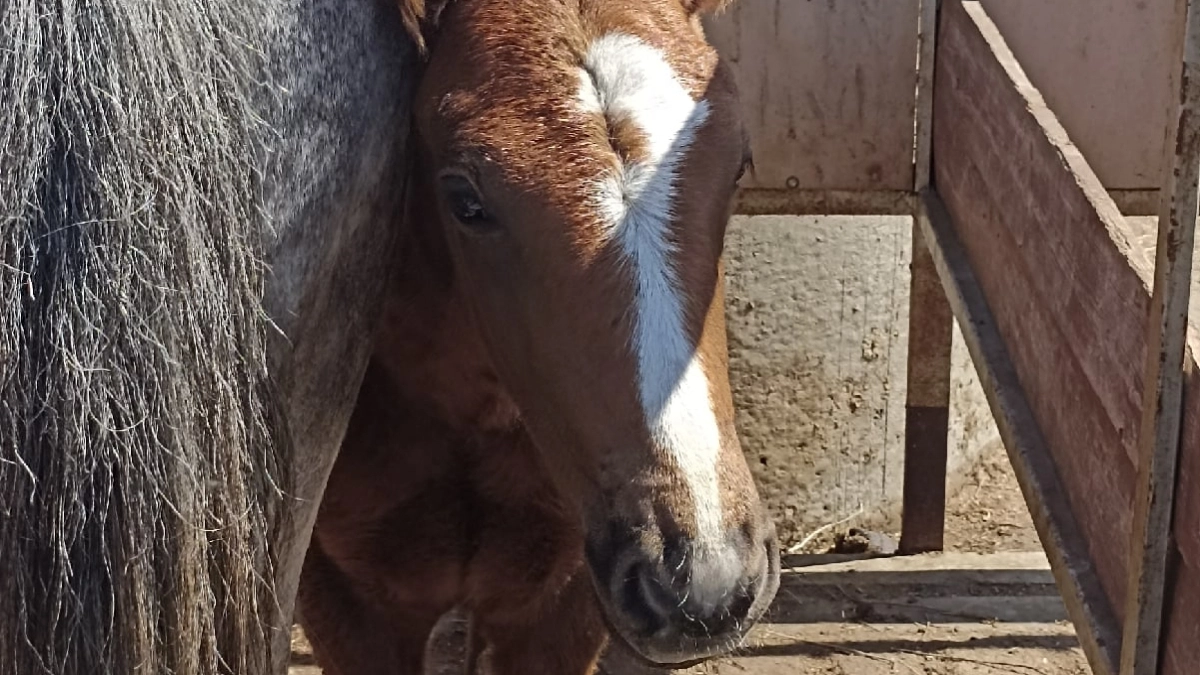 В крупном городе Зауралья объявлен карантин из-за бешенства
