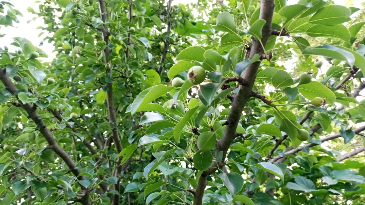 Делаю блестящие "доспехи" для яблони из консервных банок: простой метод надежно защищает деревья от птиц и грызунов