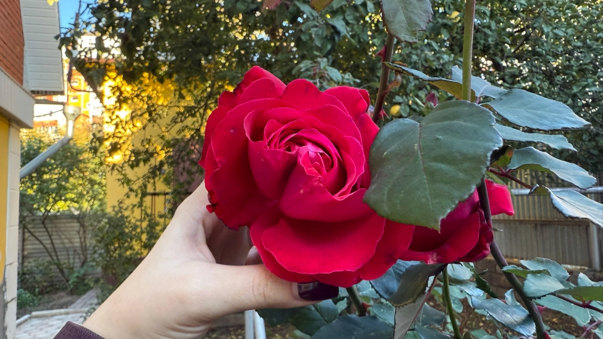 Не роза, а истинный «боец»: цветёт без перерыва и болезни ей не страшны - укутает весь сад розовым покрывалом