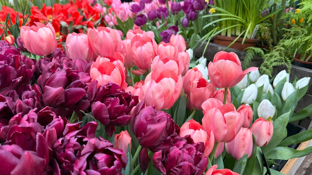 Флоксам - выговор за капризность: теперь в мой сад ворвался новый тренд - шикарный цветок не боится дождей и неприхотлив в уходе