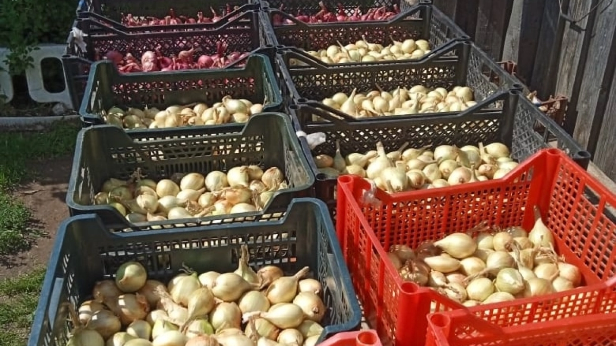 Продавец на рынке подсказала, что сделать, чтобы лук не стрелковался: попробовал этот бабушкин метод и делюсь результатом