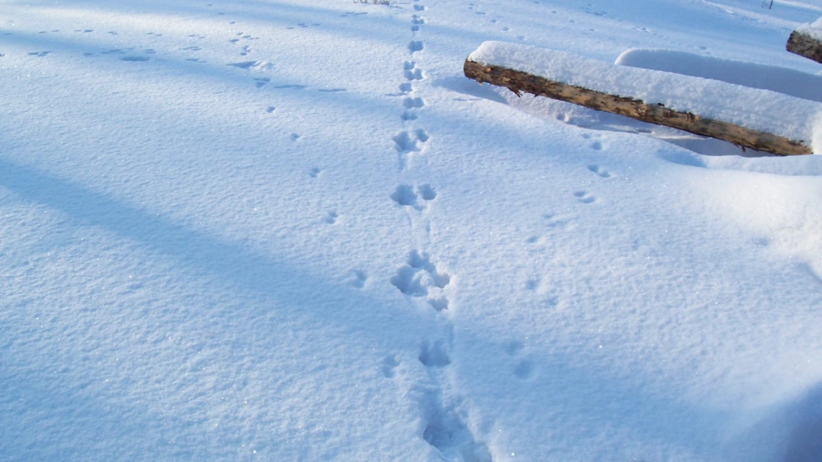 Более 2 050 маршрутов: в Курганской области завершился зимний маршрутный учет охотничьих видов