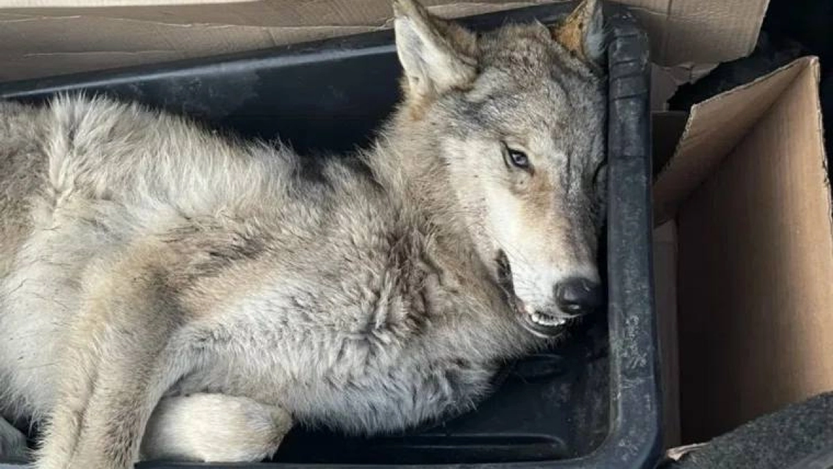 Волчица, заходившая в деревню в Курганской области, отстрелена охотоведом