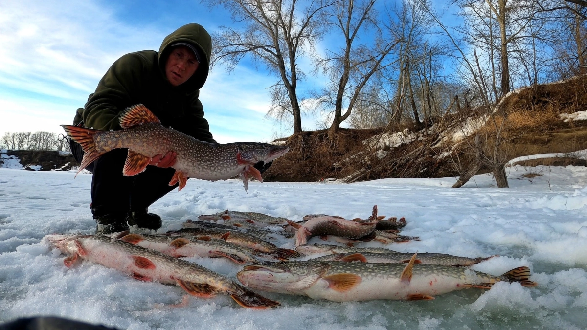 Десятки щук поймали рыбаки Кургана на Тоболе: клевало практически без остановки