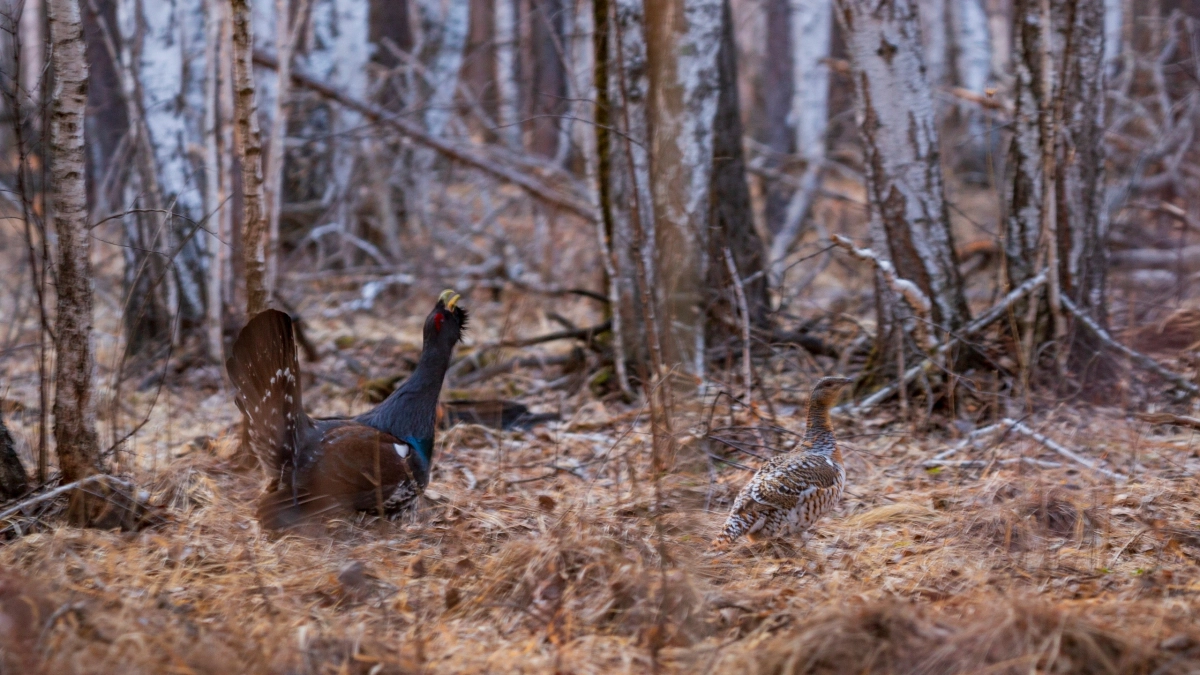 1 апреля в Кургане стартует весення охота на боровую дичь