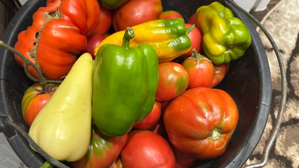 Пусть сгниют на ветках — но не достанутся соседям: почему опытные садоводы не раздают овощи и ягоды с участка