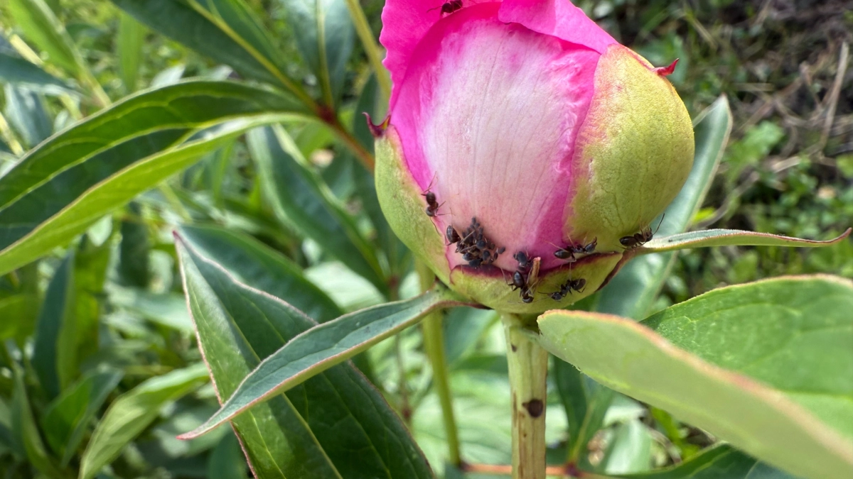 Садовых муравьи уйдут искать новое жилье: секретный метод, о котором молчат