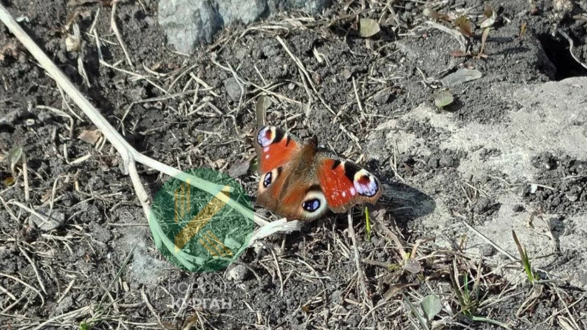 Два дня, два рекорда: в Кургане зафиксированы аномально высокие температуры