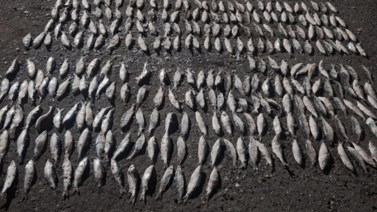 Жителя Зауралья будут судить за незаконный вылов рыбы на 700 тысяч рублей