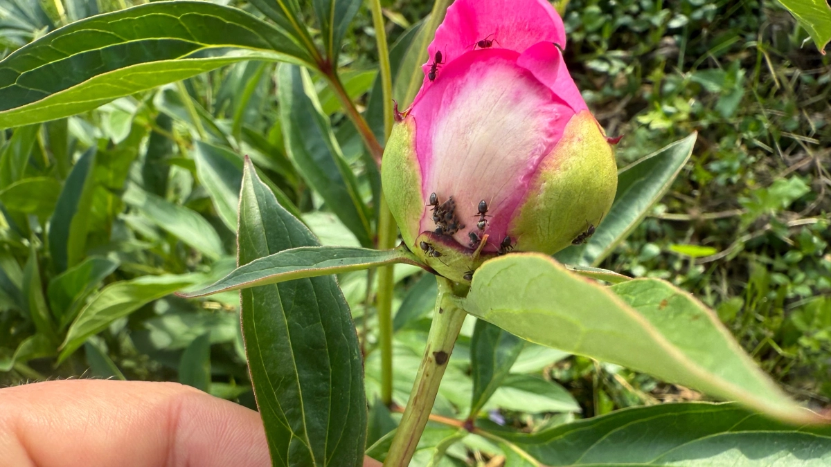 Раскладываю под кустами - и муравьи дают деру со всех лап - ценный совет агронома Петра Ивановича