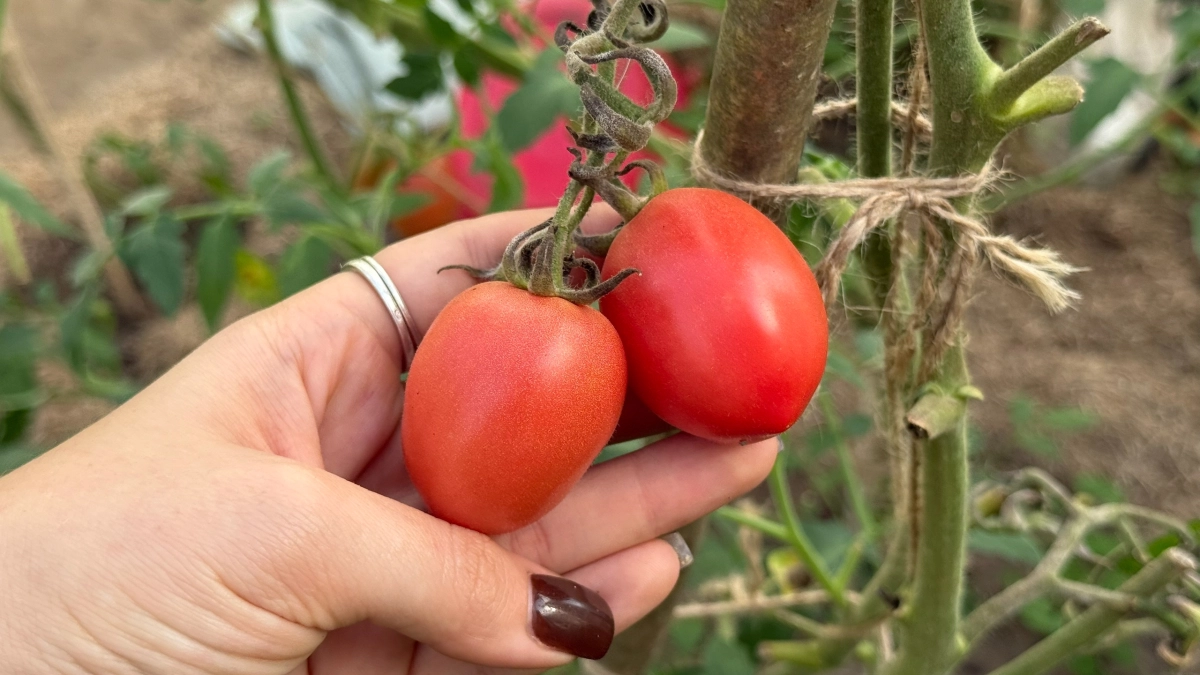 Всего 2 спички в лунку - и помидоры под "тотальной защитой": 1 трюк спасет от колорада, фитофторы и даже проволочника