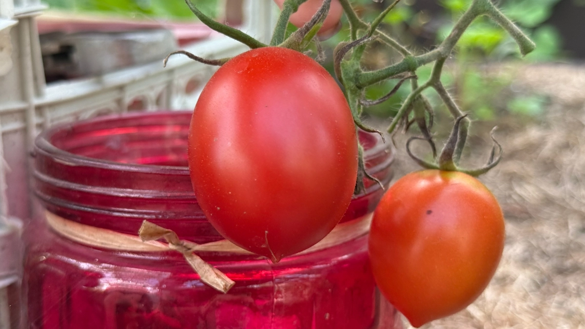 Дачники, про фитофтору на томатах забудете на сезон: берем воду с солью – мощный щит от вредителей в теплице