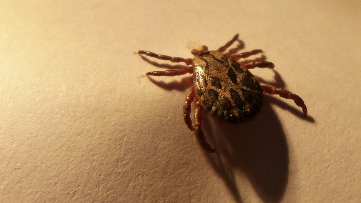 Курганцы пожаловались на отсутствие вакцины от клещевого энцефалита