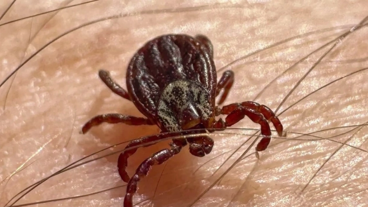Клещи шарахаются, как от огня: натуральное средство за 127 рублей справилось лучше химии - убедилась в дедовском методе на 100%
