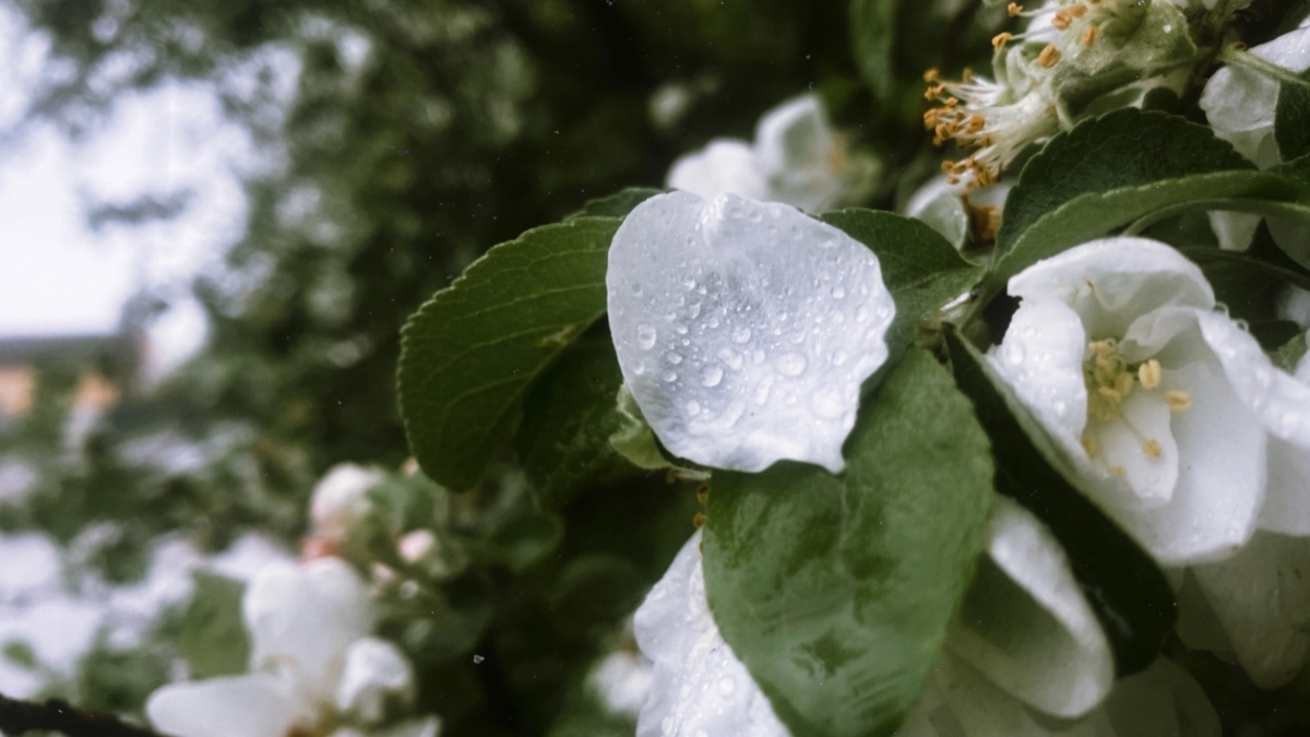 Первая апрельская гроза обрушится на Курган уже в субботу