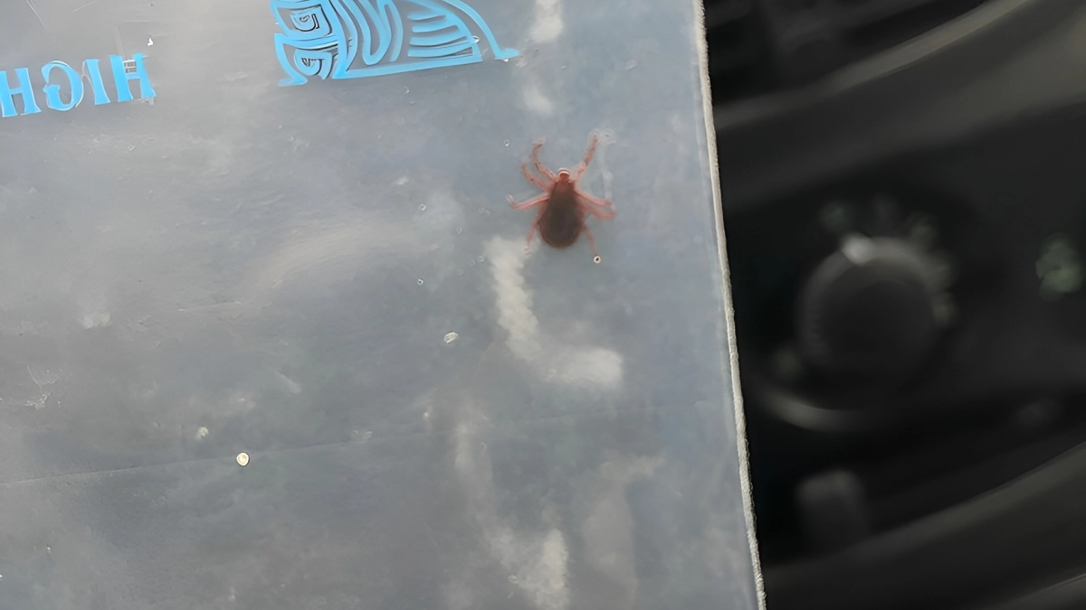 Ни 1 клещ даже не приблизится: 7 средств, которые работают сразу - без химии и дорогих репеллентов