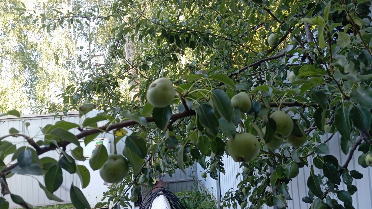 Делаю обрезку яблони в апреле по 6 правилам: крона пышная, от урожая ломятся ветки