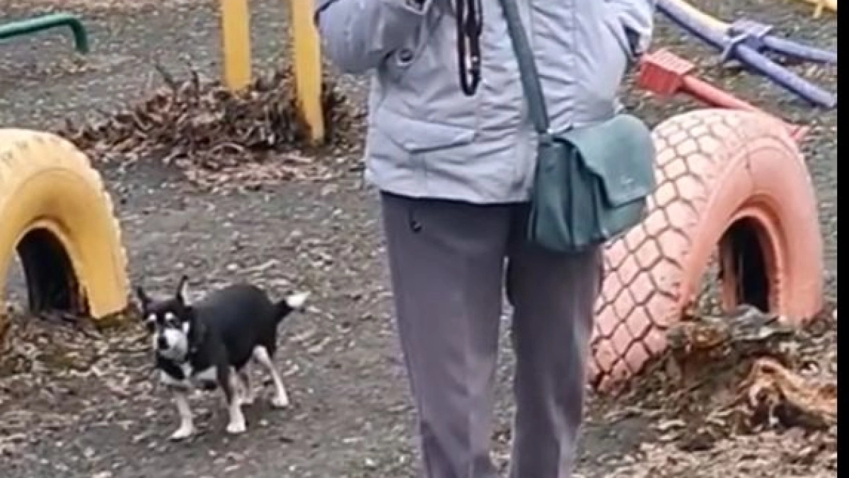 Курганцев возмутили собачники, выгуливающие питомцев на детской площадке