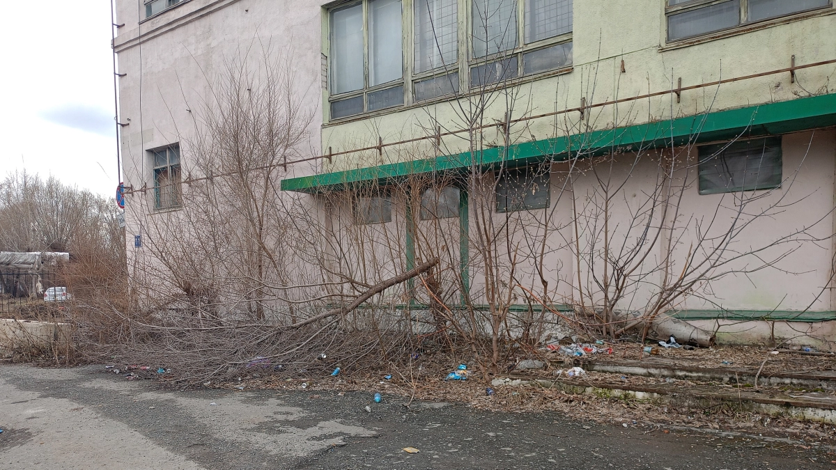 "Горы хлама и сухостой": курганцев пугает бывшее здание столовой на Химмаше