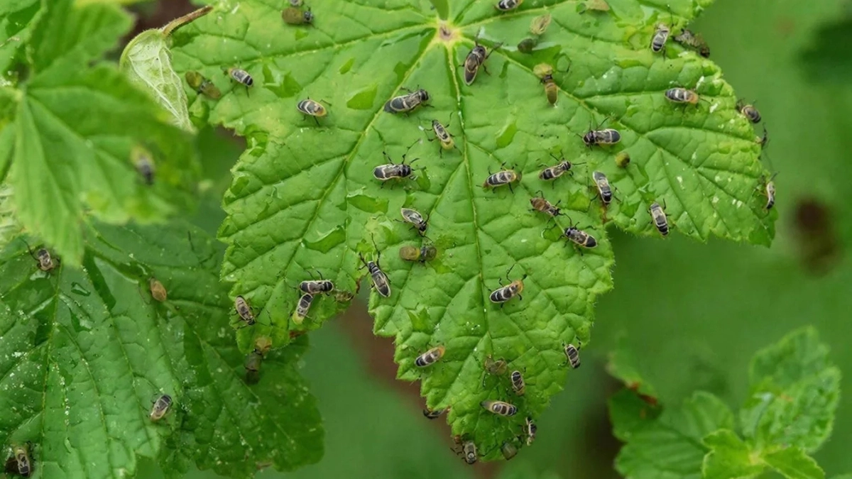 10 капель и тля "в пролете": способ, который избавляет от заразы весь участок - боятся даже муравьи