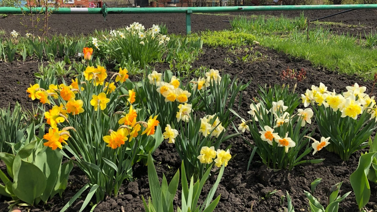 Сею в мае сразу в грунт: цветут все лето до заморозков и не требуют ухода - когда надоели бархатцы и петунии