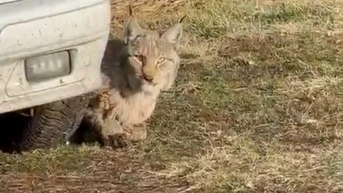 Курганцам опровергли фейк о якобы агрессивной рыси, зашедшей в одну из деревень