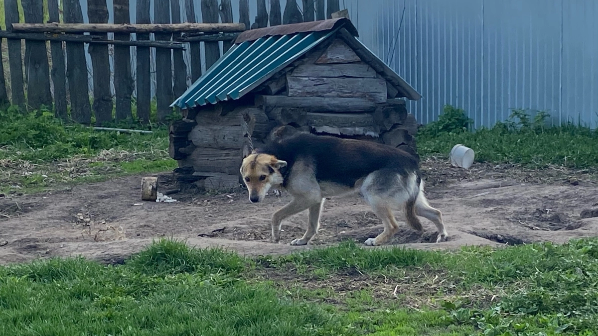 В одном из районов Кургана стая бродячих собак терроризирует местных жителей
