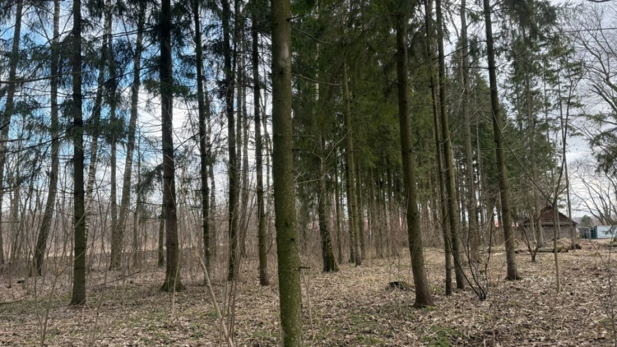 Жителю Петуховского округа грозит уголовная ответственность за незаконную рубку деревьев