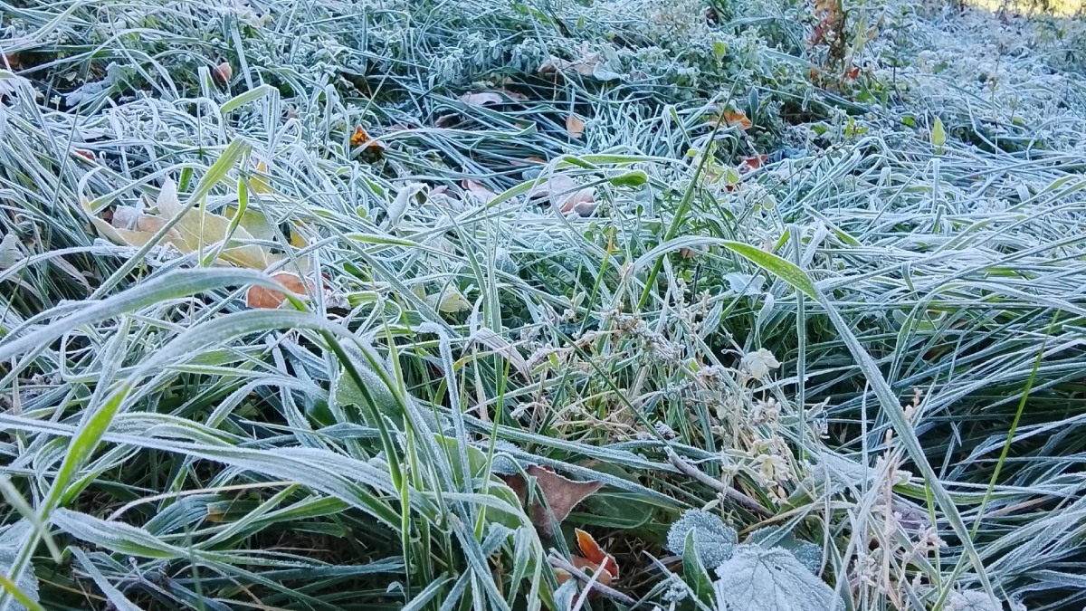 Сегодня ночью на Курган обрушатся заморозки
