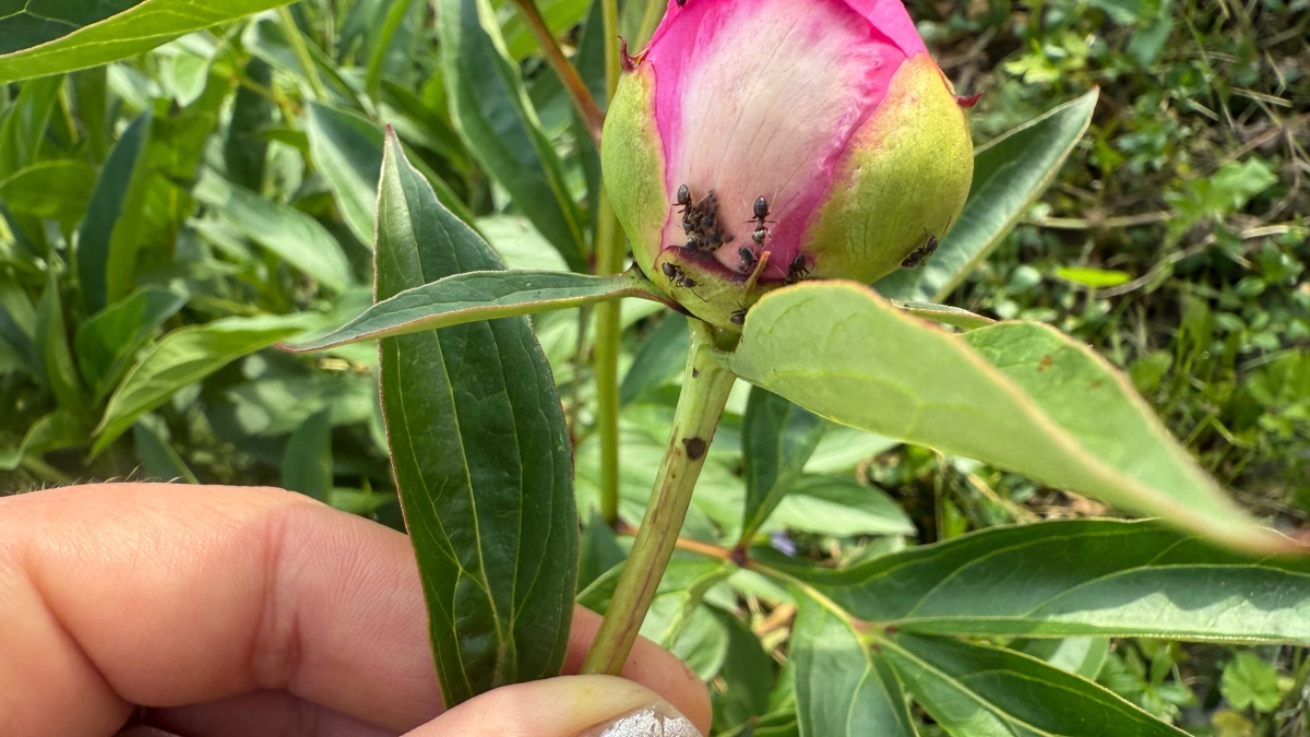 Муравьи сами сбежали вместе с царицей: нужен только лист бумаги и сахар - соседи не верили, пока не увидели пустой муравейник