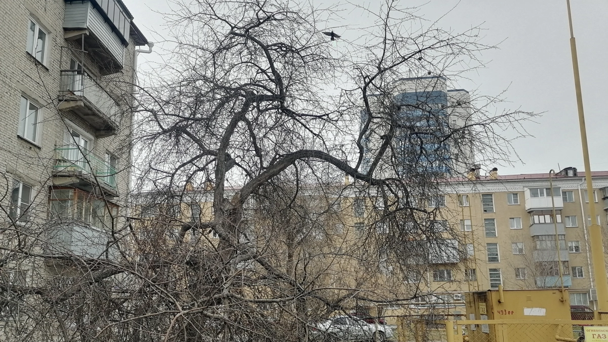 Жители улицы Гоголя в Кургане жалуются на опасное дерево