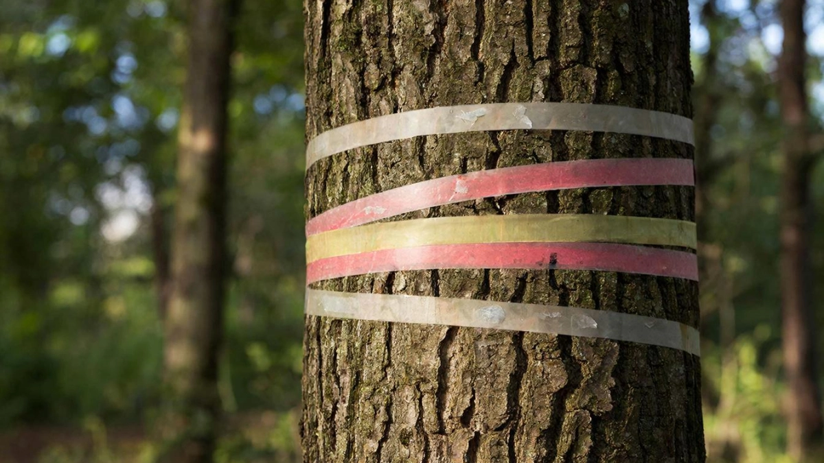 В апреле делаю на стволы яблонь ловчие пояса: муравьи и тля уходят к соседям за пару дней