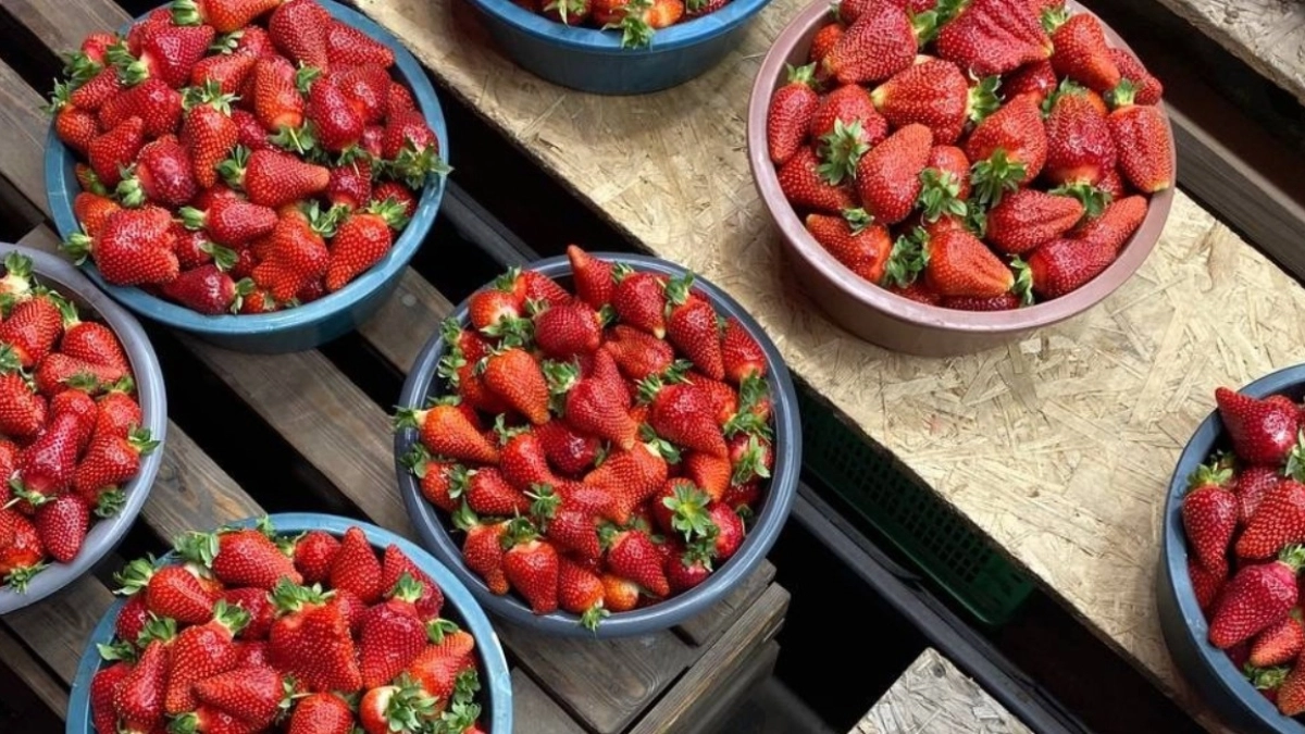 3 подкормки в апреле - и клубника с кулак: все кусты увешаны ягодами и завязей больше в 2 раза